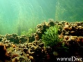 scuba diving photo