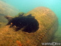 scuba diving photo