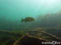 scuba diving photo