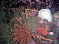 scuba diving photo