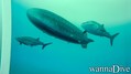 scuba diving photo
