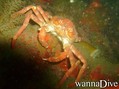 foto de buceo