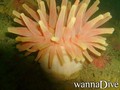 foto de buceo