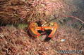 scuba diving photo
