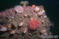 scuba diving photo