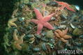 scuba diving photo