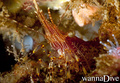 foto de buceo