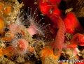foto de buceo