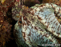 foto de buceo