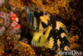 foto de buceo