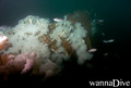 foto de buceo