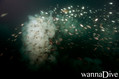 foto de buceo
