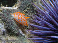 foto de buceo