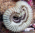 foto de buceo