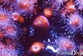 scuba diving photo