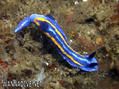scuba diving photo