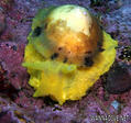 scuba diving photo
