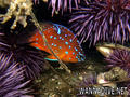 scuba diving photo