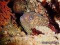 scuba diving photo
