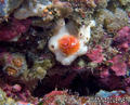 scuba diving photo