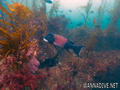 scuba diving photo