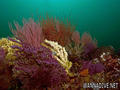 scuba diving photo