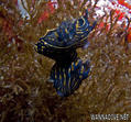 scuba diving photo
