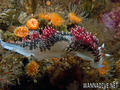 scuba diving photo