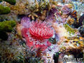 scuba diving photo