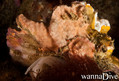scuba diving photo