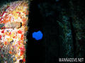 scuba diving photo