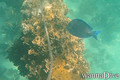 scuba diving photo
