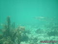 scuba diving photo