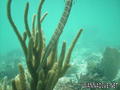 scuba diving photo
