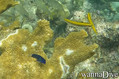 scuba diving photo