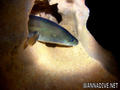 scuba diving photo