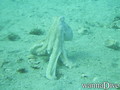 scuba diving photo