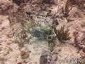 foto de buceo