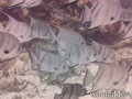 foto de buceo