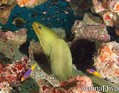 scuba diving photo