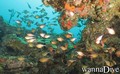 scuba diving photo