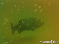 scuba diving photo
