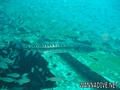 foto de buceo
