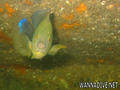 scuba diving photo