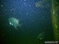 scuba diving photo