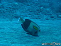 scuba diving photo