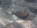 scuba diving photo