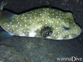 scuba diving photo