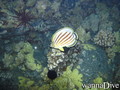 scuba diving photo