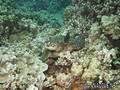 scuba diving photo